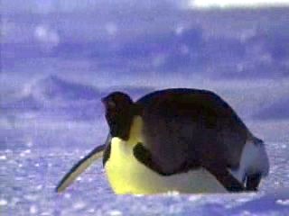 The emperor penguins are the only birds to lay their eggs directly on ice