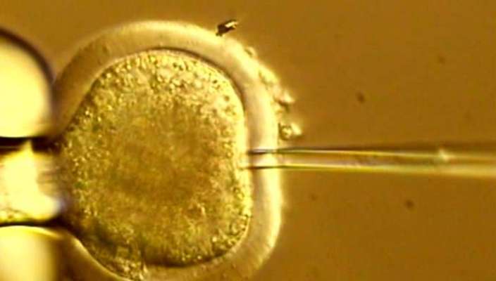 clone a human embryo
