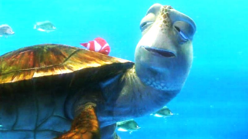 Whoa dude, Mr. Turtle is my father, name's Crush